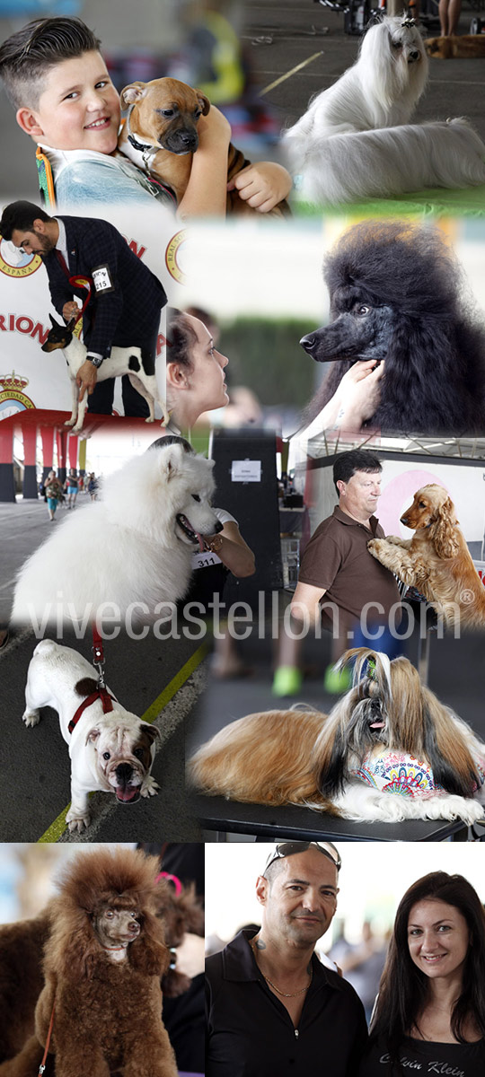 Exposiciones caninas en Castellón