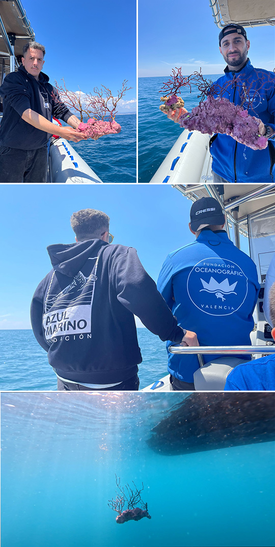 La Fundación Azul Marino y la Fundación Oceanogràfic sueltan al mar de Oropesa 40 corales recuperados