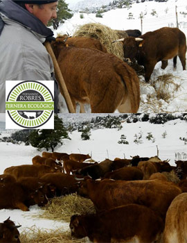 La alimentación de la ganadería ecológica de Fernando Robres con el temporal de nieve
