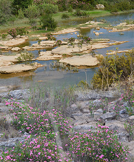 El Paisaje Protegido de la Desembocadura del río Mijares se convierte en un extraordinario jardín fluvial gracias a la floración de la adelfa
