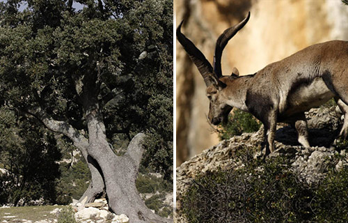 Vallibona, Castellón