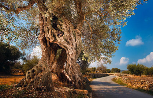 La Jana, Castellón