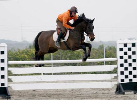 paddocks centros de hipica castellon