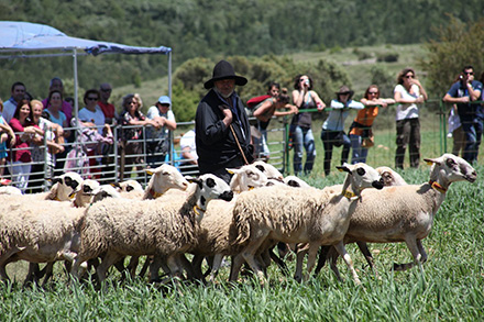  IX Concurs de Gossos de Rabera de Ares 