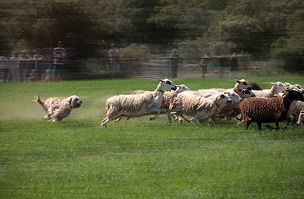Concurso de perros pastores de Ares del Maestrat