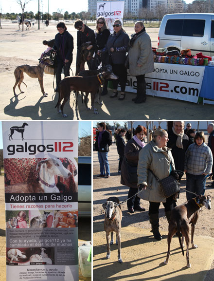 adopta un galgo en castellon