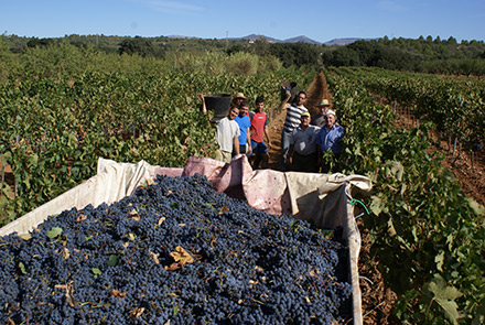 Más de 600.000 kg de uva recolectada en el término municipal de Vilafamés Más de 600.000 kg de uva recolectada en el término municipal de Vilafamés