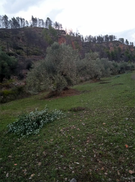 Montán apuesta por el oleoturismo con su oliva autóctona como protagonista Montán apuesta por el oleoturismo con su oliva autóctona como protagonista