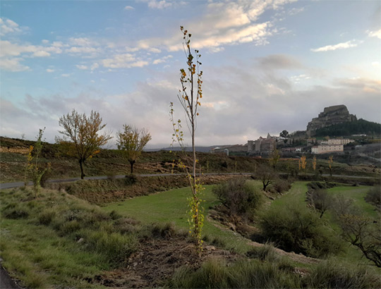 El Ayuntamiento de Morella continúa con el plan de recuperación de espacios verdes con la plantación de árboles en Santa LLúcia