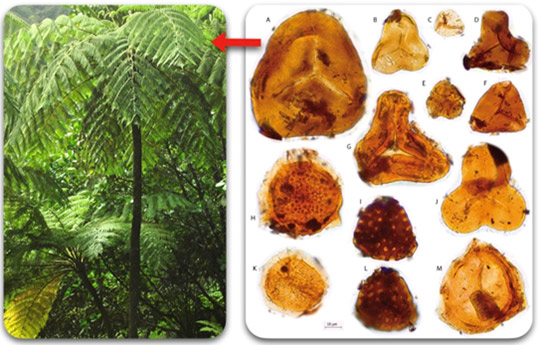 Helecho arborescente de un bosque de Dominica y contenido palinológico obtenido en el yacimiento correspondiente a varios grupos de pteridófitos / Fotografía © Hans HillewaertCC BY-SA 4.0. 