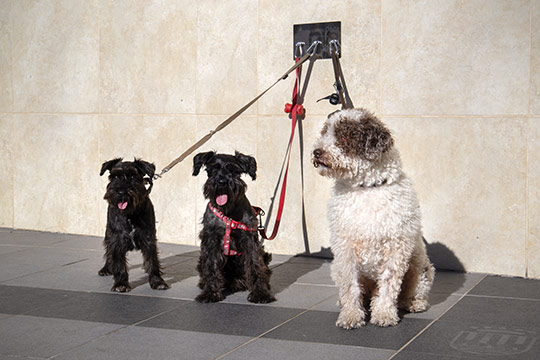Onda se convierte en ciudad Pet friendly e instala argollas en los edificios municipales 