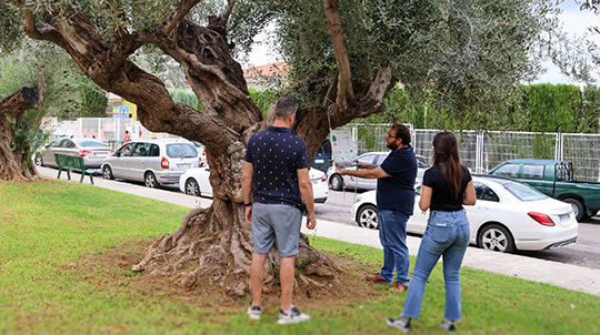Onda se suma a la campaña europea EUTreeTag para destacar el valor de sus árboles urbanos