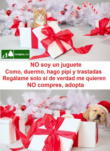 Un animal NO es un juguete