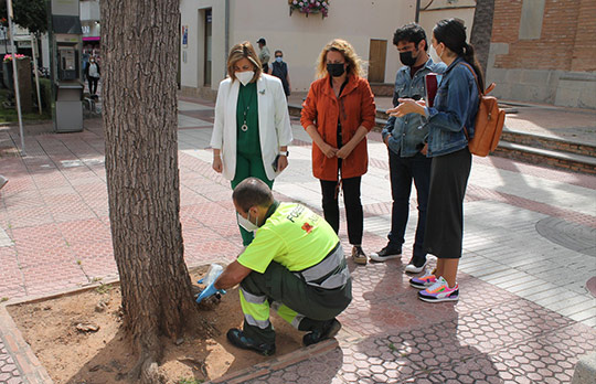 Benicàssim protege 400 árboles contra las plagas de primavera