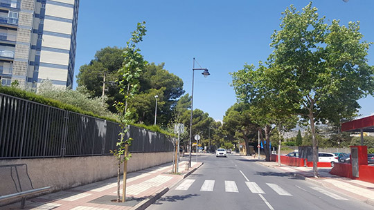 Benicàssim repondrá 130 árboles en alcorques y espacios verdes municipales