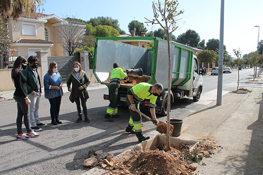 Benicàssim inicia la reposición del arbolado en alcorques y espacios verdes urbanos 