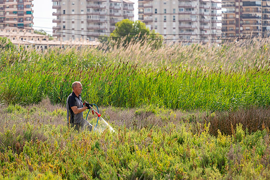 Benicàssim refuerza los tratamientos contra mosquitos tras las lluvias de la semana pasada 
