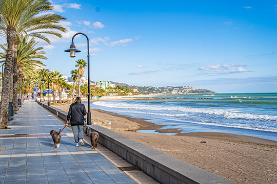 Benicàssim permite el acceso de los perros a las playas desde el próximo 1 de noviembre