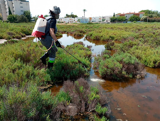 Benicàssim refuerza las actuaciones para frenar la presencia de mosquitos tras las fuertes lluvias del fin de semana Benicàssim refuerza las actuaciones para frenar la presencia de mosquitos tras las fuertes lluvias del fin de semana