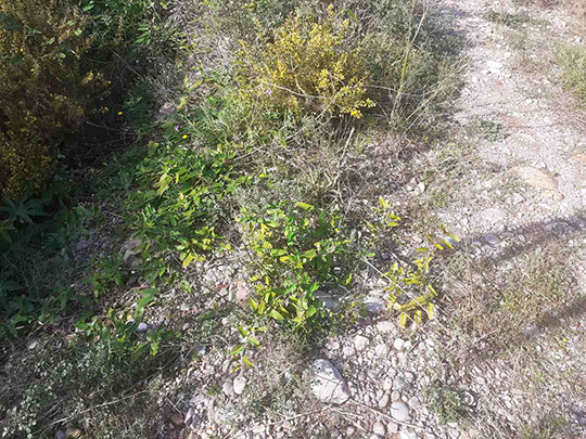 El Consorcio del Mijares elimina más de mil kilos de especies invasoras durante 2025