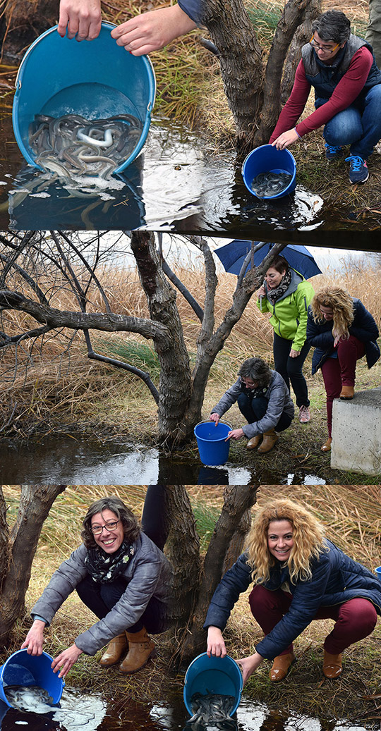 Un total de 2.500 anguilas vuelven a nadar en las aguas del Prat de Cabanes-Torreblanca Un total de 2.500 anguilas vuelven a nadar en las aguas del Prat de Cabanes-Torreblanca