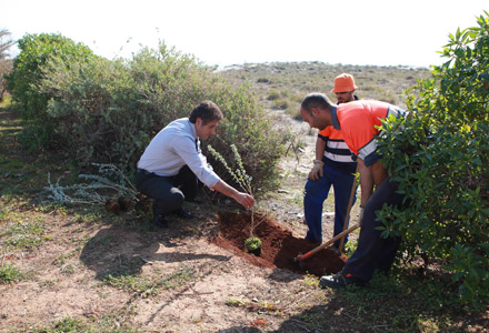 Castellón, Nuevos setos en la zona dunar de las playas Castellón, Nuevos setos en la zona dunar de las playas