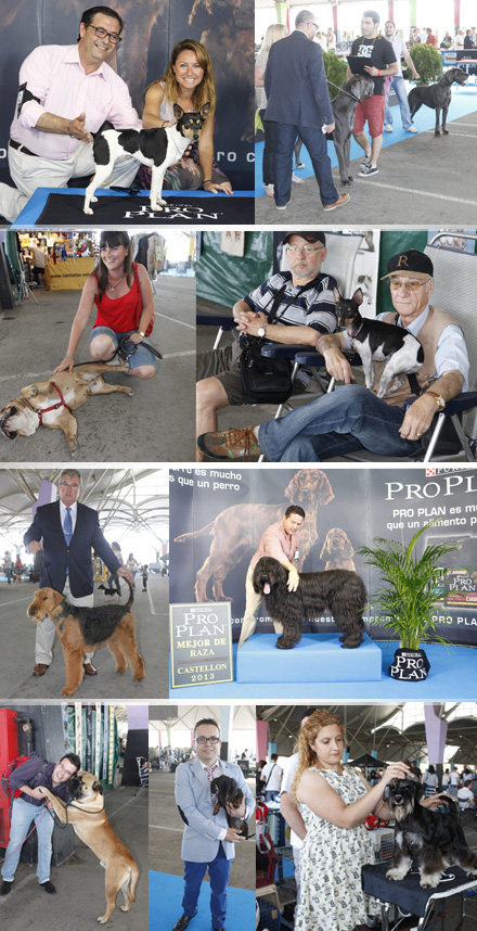 Castellón, Exposición Nacional e Internacional Canina Castellón, Exposición Nacional e Internacional Canina