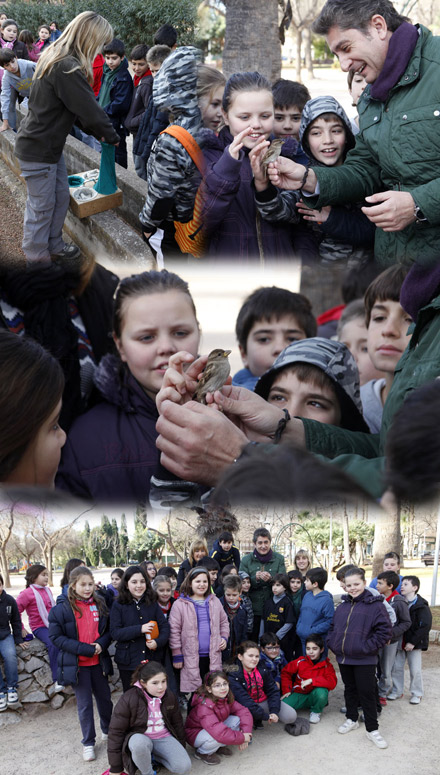 Anillamiento de aves organizado por la asociación Grup Au de ornitología Anillamiento de aves organizado por la asociación Grup Au de ornitología