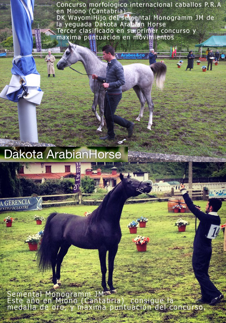Castellón, ganadería Dakota Arabian Horse Castellón, ganadería Dakota Arabian Horse