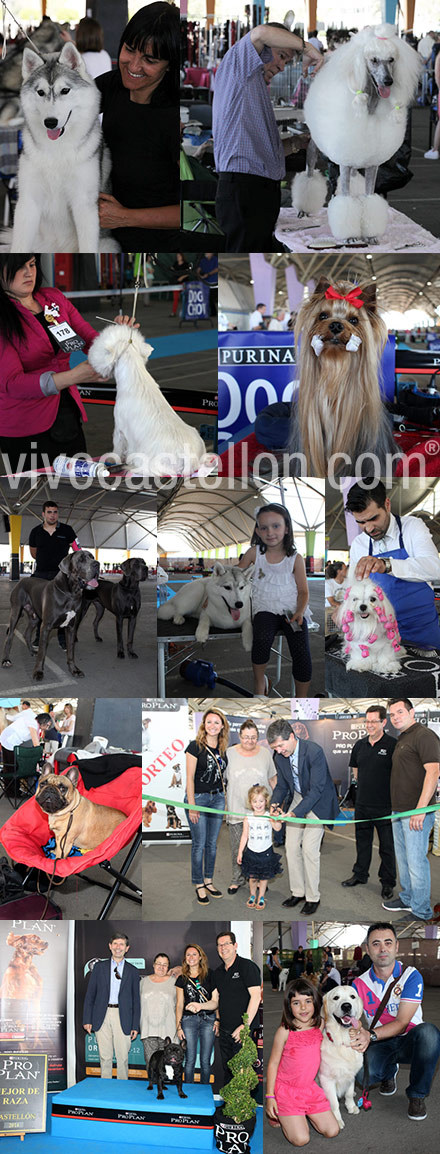  XXVI Exposición Nacional canina y  XXI Exposición Internacional en Castellón