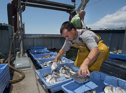 La Diputación colabora con la Federación Provincial de Cofradías para fomentar el consumo de pescado castellonense La Diputación colabora con la Federación Provincial de Cofradías para fomentar el consumo de pescado castellonense