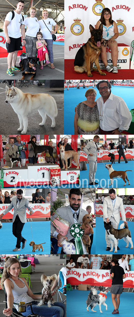 Exposición canina en Castellón Exposición canina en Castellón