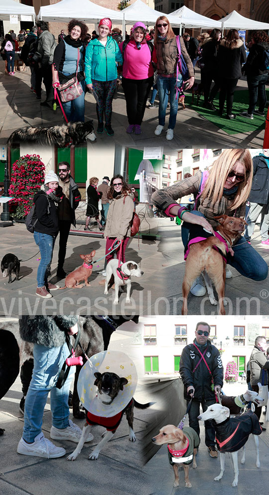 I marcha por la solidaridad y derecho de los animales en Castellón I marcha por la solidaridad y derecho de los animales en Castellón
