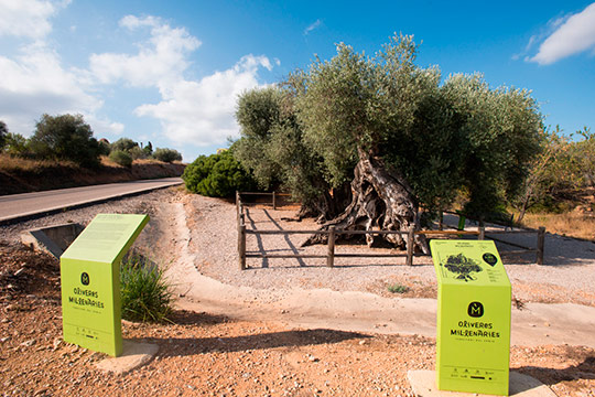 La Diputación favorece la protección y conservación de los 198 arboles monumentales de la provincia 