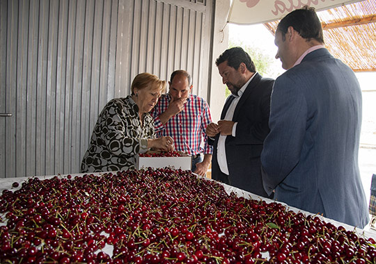 Salzadella y Caudiel celebran las ferias comerciales de la cereza este fin de semana