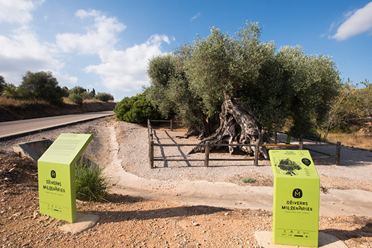 Ayudas para mejorar la conservación y protección de árboles monumentales y singulare