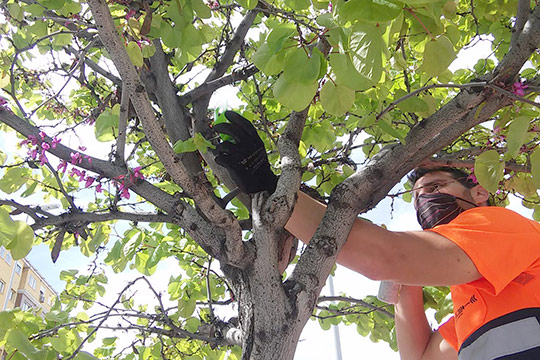 Infraestructura Verde inicia el control biológico de plagas en los parques y jardines de Castelló