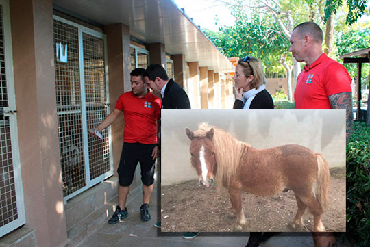 adopción de animales