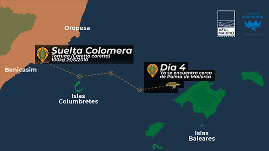 La tortuga Colomera se acerca a las islas Baleares