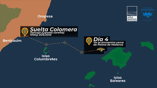 La tortuga Colomera se acerca a las islas Baleares La tortuga Colomera se acerca a las islas Baleares