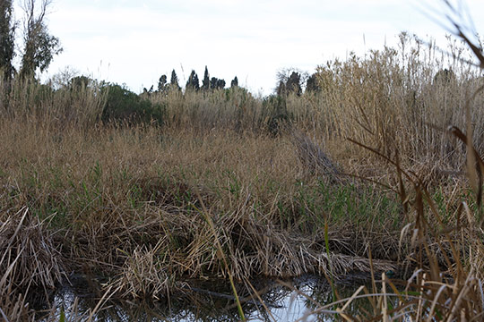 El Paisaje Protegido de la Desembocadura del río Mijares recuperará el ecosistema de la laguna de la Gola Norte El Paisaje Protegido de la Desembocadura del río Mijares recuperará el ecosistema de la laguna de la Gola Norte