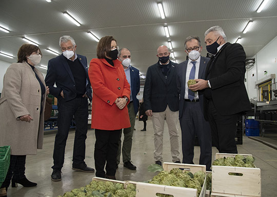 La Diputación subvenciona con 57.000 euros a la DOP Alcachofa de Benicarló para cambiar los plantones afectados por el hongo verticillium y recuperar la producción