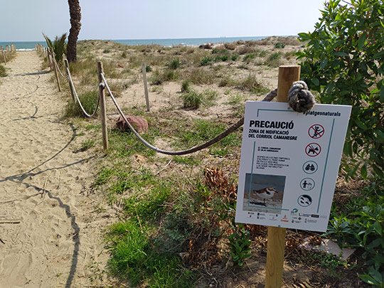 Castelló promueve buenas prácticas  en las playas para proteger la microrreserva del Serradal y el chorlitejo patinegro