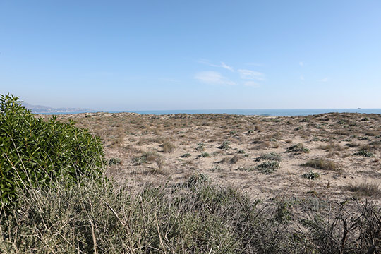 Castelló celebrará el Día Mundial Marítimo con una jornada de limpieza en el Serradal y una suelta de tortuga