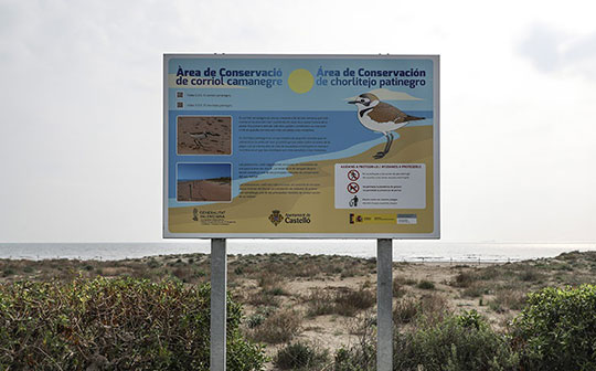 Castelló y SEO Bird Life organizan este domingo una jornada de observación de aves