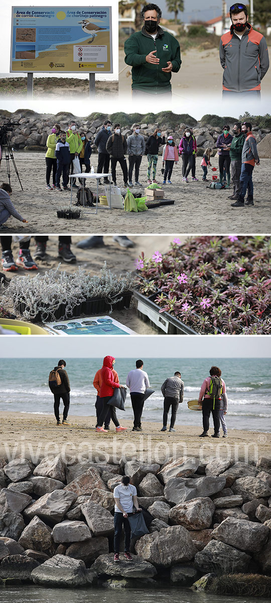 Castelló pone en valor la riqueza natural de sus playas y mejora el ecosistema del chorlitejo en una jornada de voluntariado ambiental