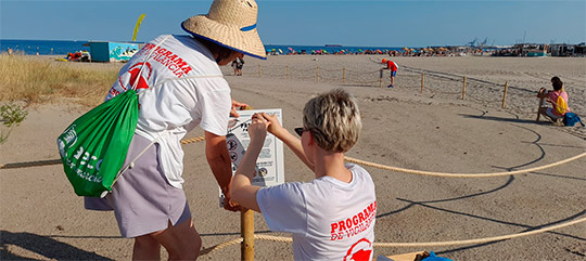 Castelló incrementa un 10 % la población del chorlitejo en la playa del Serradal a través de la campaña de protección con SEO Bird Life