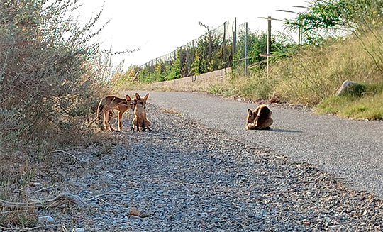 El Consorcio gestor del Paisaje Protegido de la Desembocadura del río Mijares recuerda la problemática de alimentar a la fauna salvaje