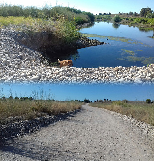 La presencia de perros sueltos en el Paisaje Protegido de la Desembocadura del río Mijares sigue siendo un problema para el éxito reproductor de muchas aves