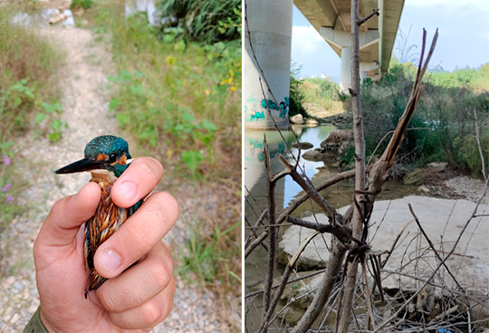 El Servicio de Guardería Rural del Paisaje Protegido de la Desembocadura del río Mijares desarticula un artefacto de caza furtivo en el paraje fluvial